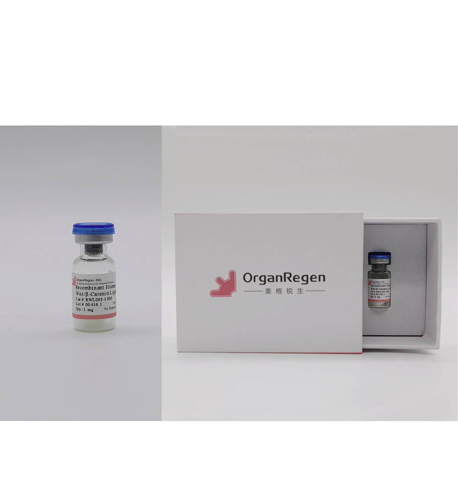 Recombinant Human  Wnt/β-Catenin Ligand