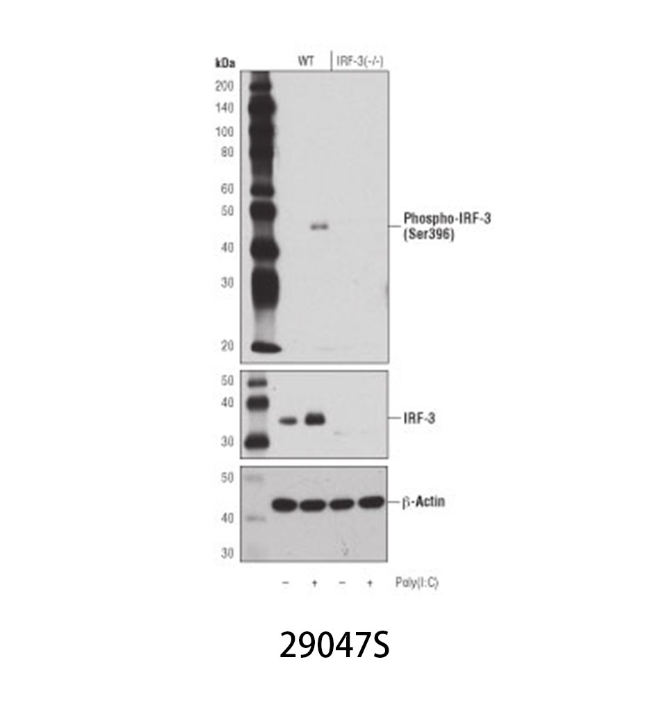 Phospho-IRF-3 (Ser396) (D6O1M) Rabbit mAb