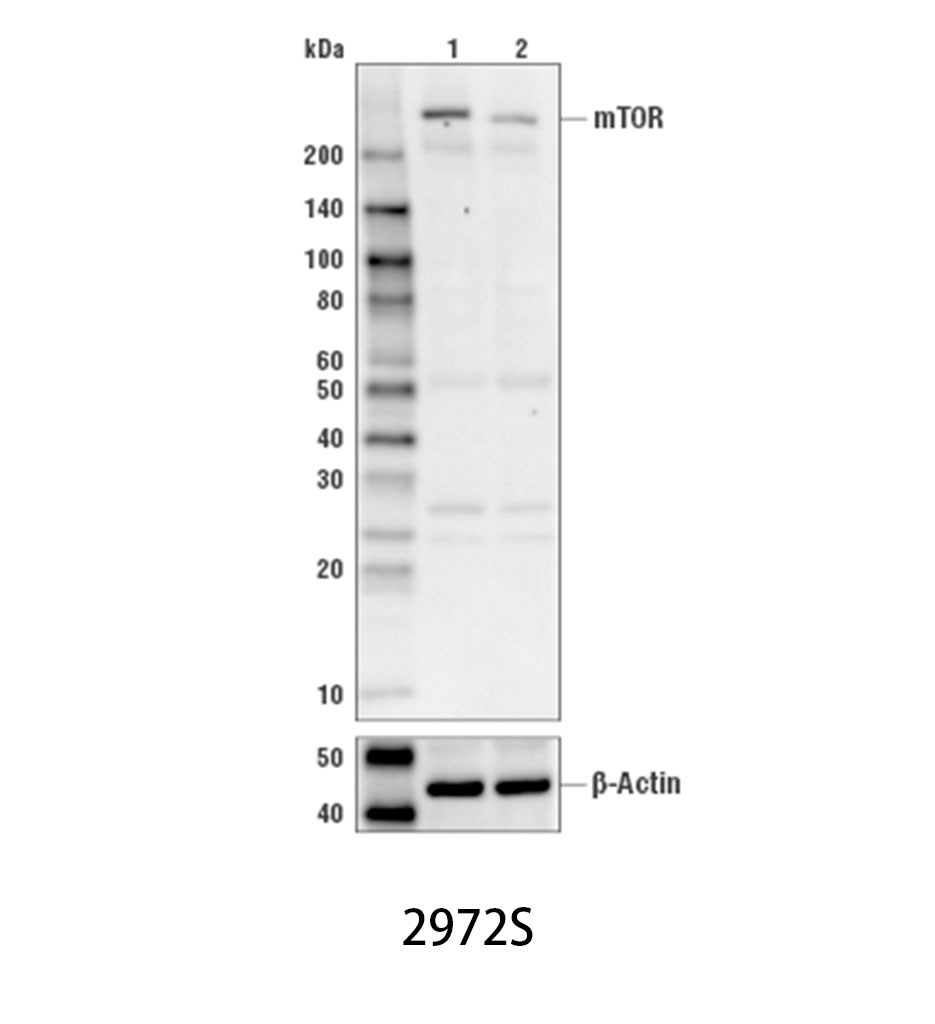 mTOR Antibody