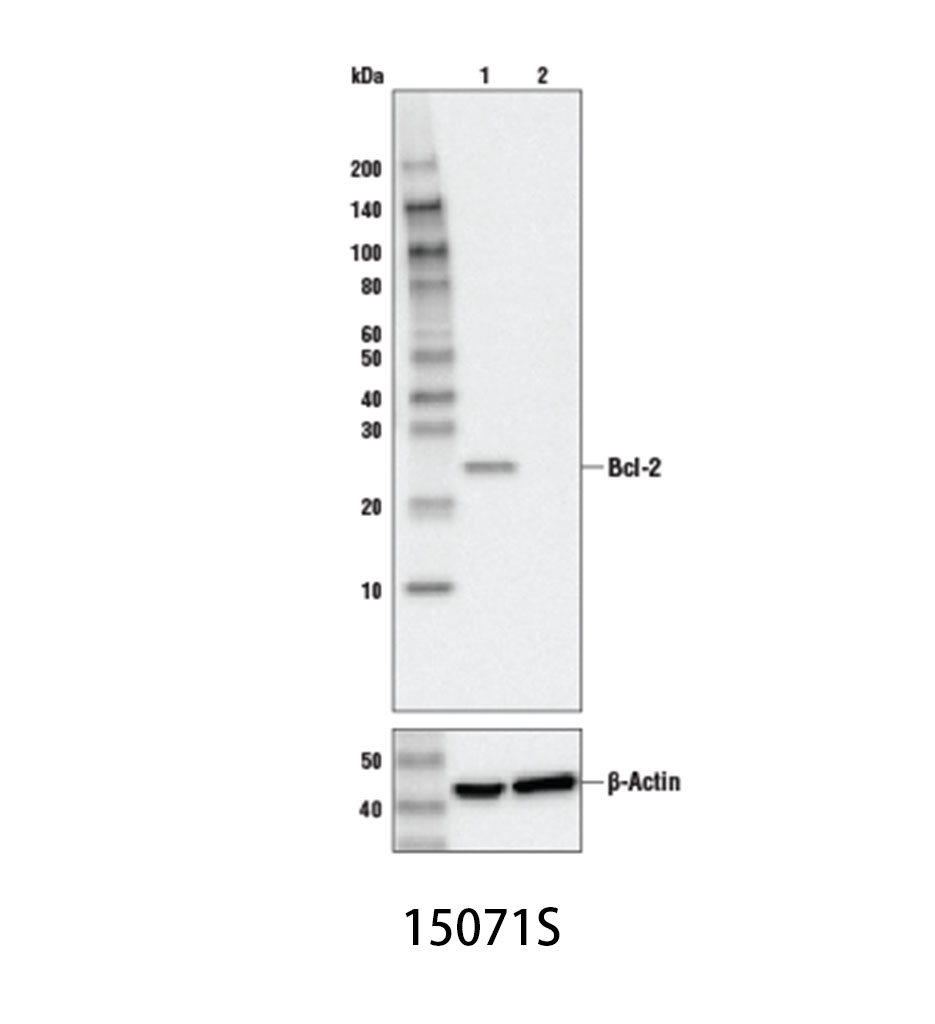 Bcl-2 (124) Mouse mAb