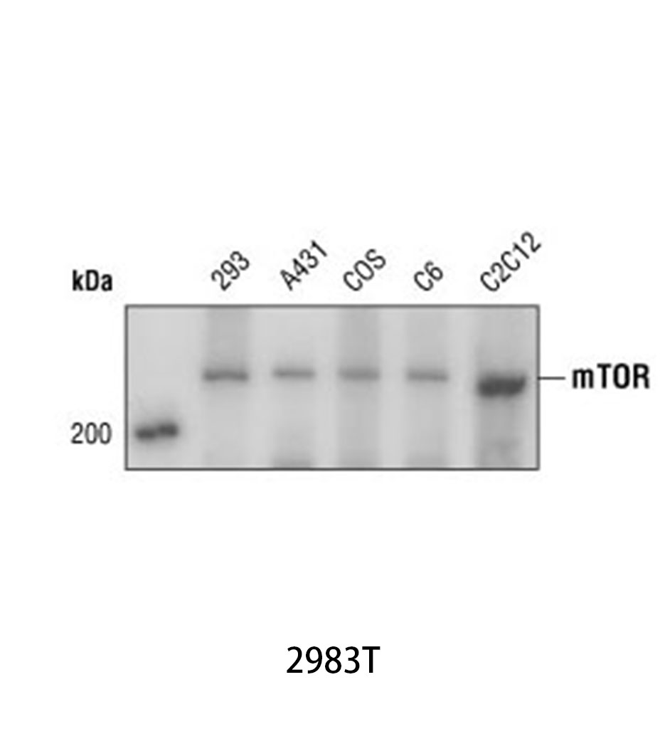 mTOR (7C10) Rabbit mAb