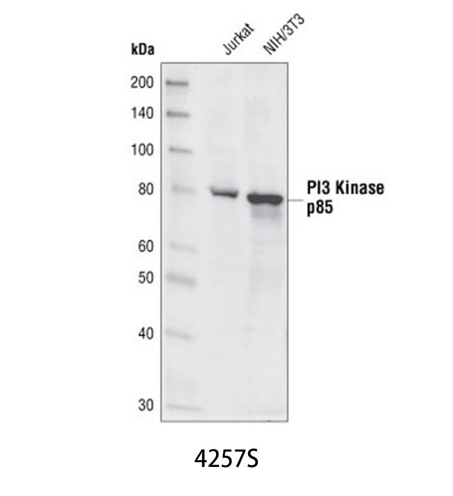 PI3 Kinase p85 (19H8) Rabbit mAb