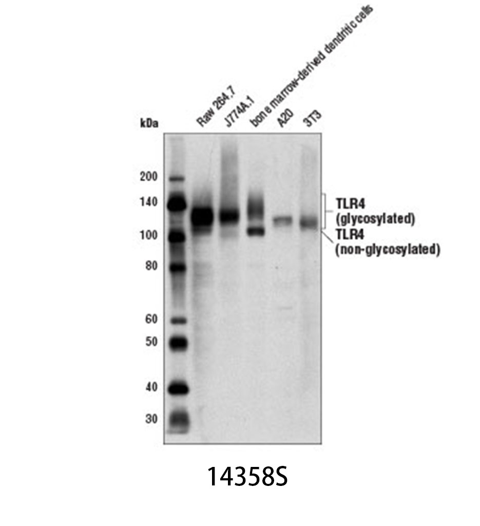 Toll-like Receptor 4 (D8L5W) Rabbit mAb (Mouse Specific)