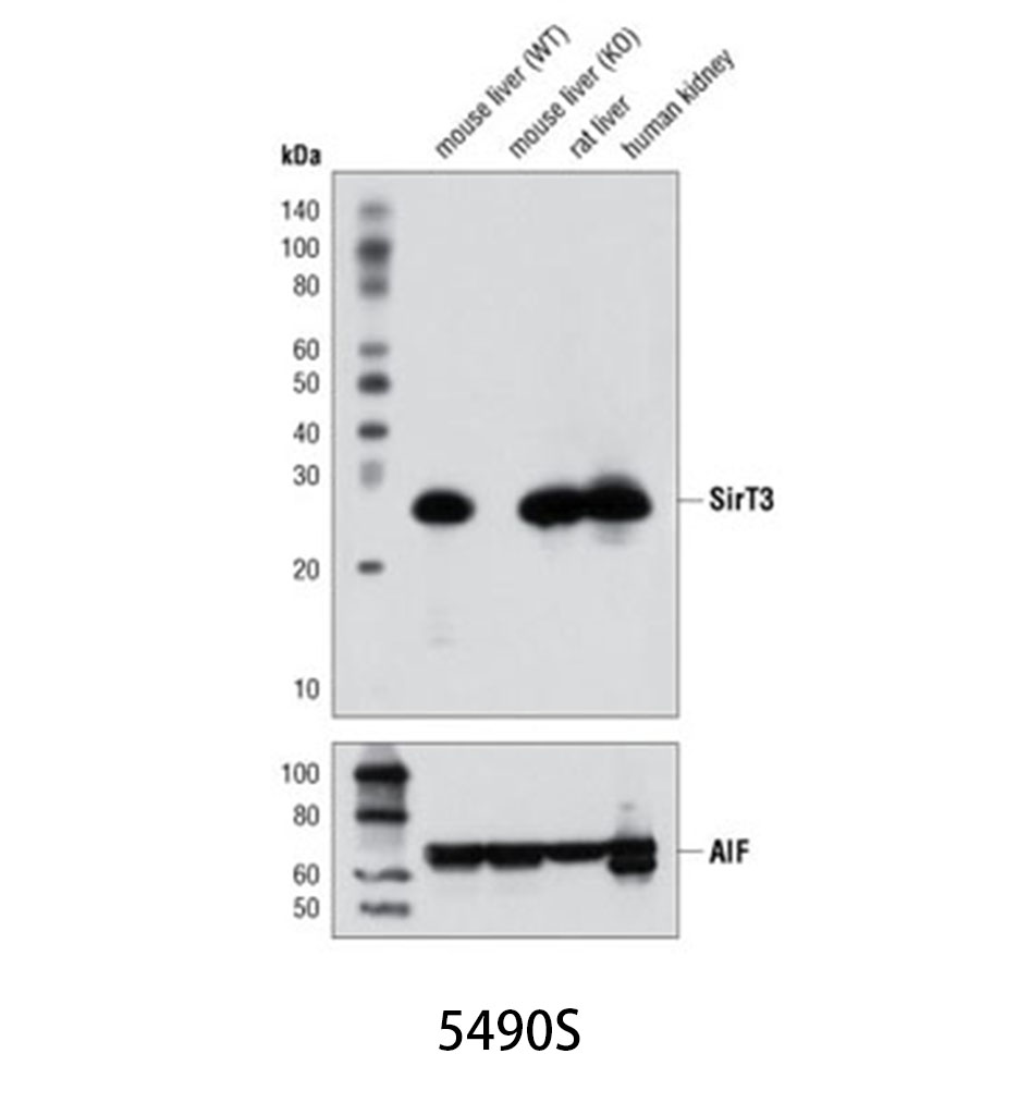 SirT3 (D22A3) Rabbit mAb