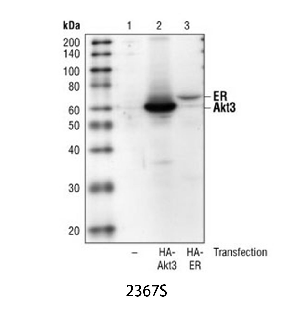 HA-Tag (6E2) Mouse mAb