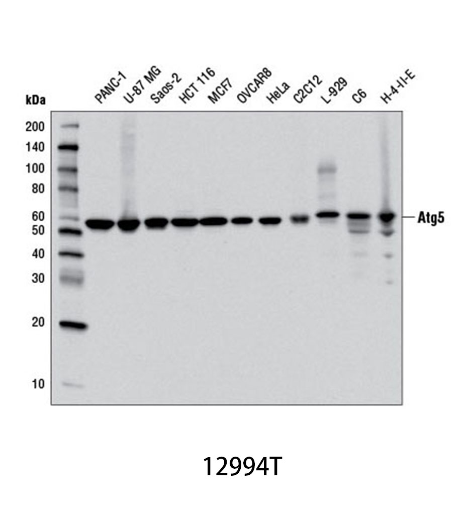Atg5 (D5F5U) Rabbit mAb