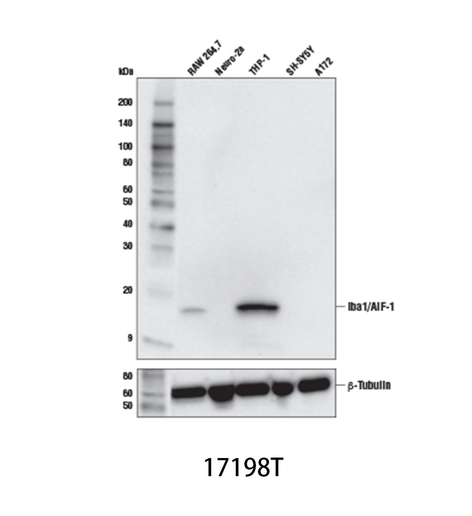 Iba1/AIF-1 (E4O4W) XP Rabbit mAb