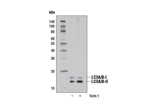 Autophagy Antibody Sampler Kit