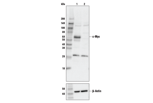 c-Myc (D84C12) Rabbit mAb