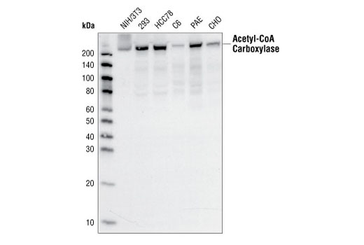 Acetyl-CoA Carboxylase (C83B10) Rabbit mAb