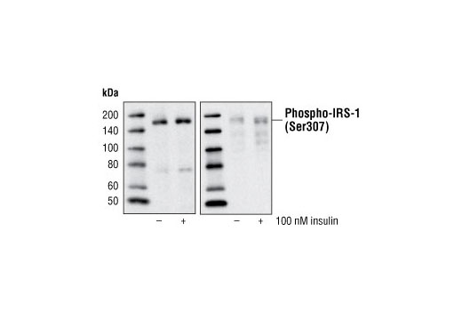 Phospho-IRS-1 (Ser307) Antibody