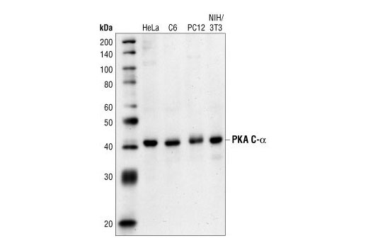 PKA C-α Antibody