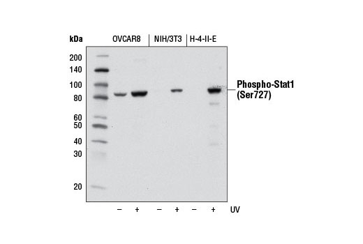 Phospho-Stat1 (Ser727) (D3B7) Rabbit mAb