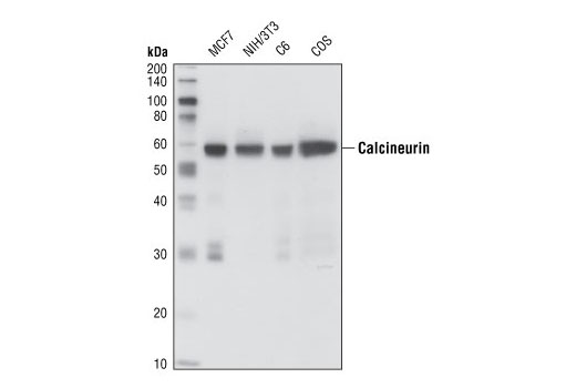 Pan-Calcineurin A Antibody