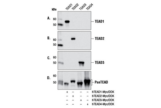 Pan-TEAD (D3F7L) Rabbit mAb