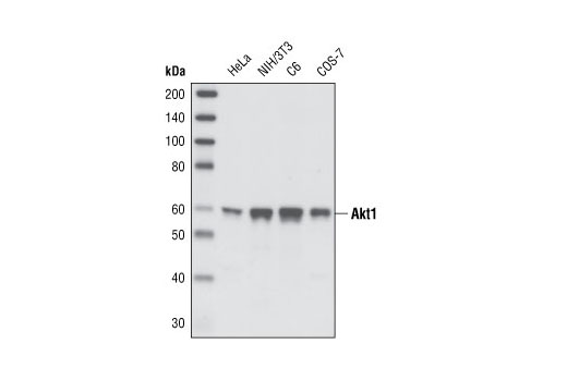 Akt1 (C73H10) Rabbit mAb