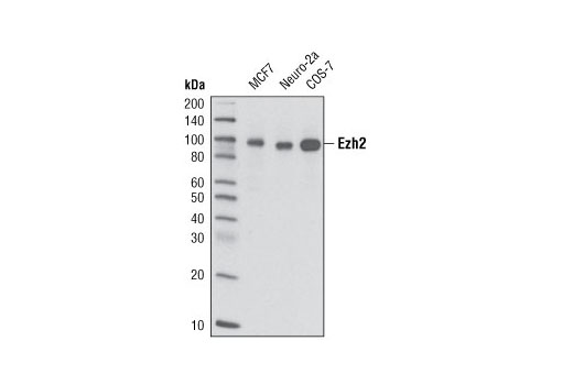 Ezh2 (D2C9) XP Rabbit mAb
