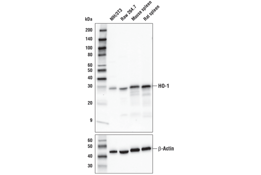 HO-1 (E6Z5G) Rabbit mAb