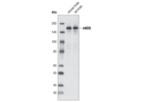nNOS (C7D7) Rabbit mAb