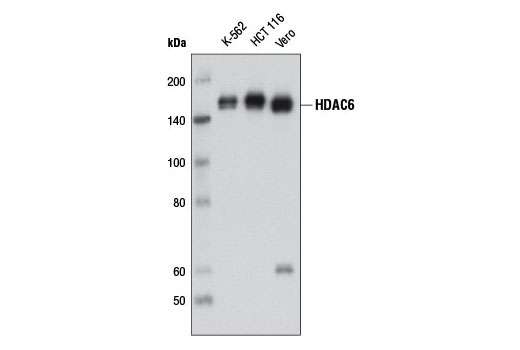 HDAC6 (D2E5) Rabbit mAb