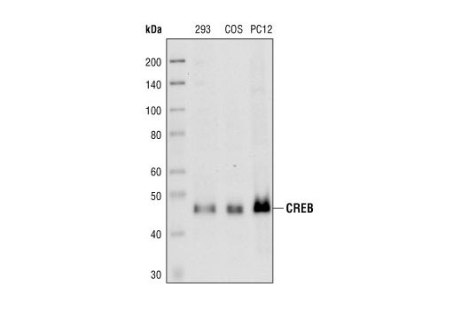 CREB (86B10) Mouse mAb