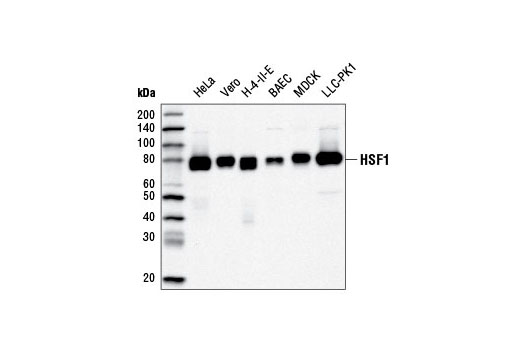 HSF1 (D3L8I) Rabbit mAb