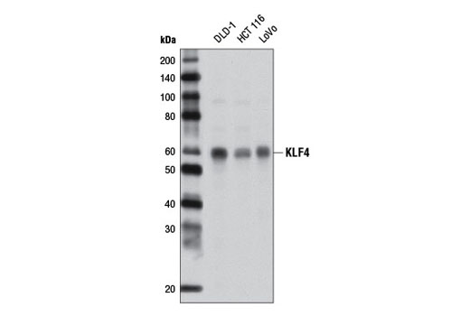 KLF4 (D1F2) Rabbit mAb
