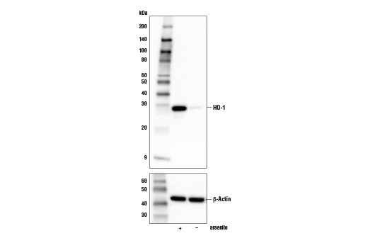 HO-1 (E9H3A) Rabbit mAb (Mouse Specific)