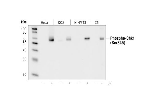 Phospho-Chk1 (Ser345) (133D3) Rabbit mAb