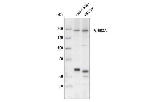 NMDA Receptor 2A (GluN2A) Antibody