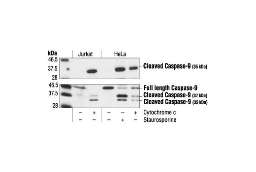 Cleaved Caspase-9 (Asp315) Antibody (Human Specific)