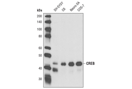 CREB (D76D11) Rabbit mAb