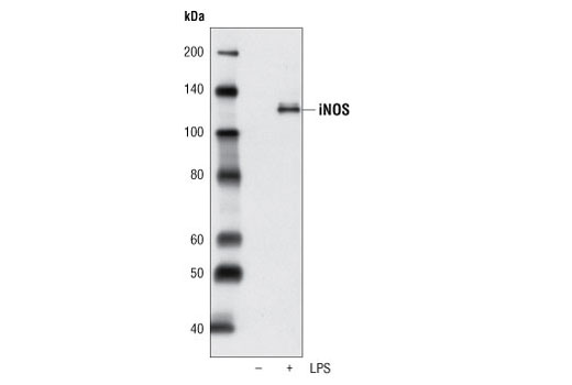 iNOS Antibody (Mouse Specific)