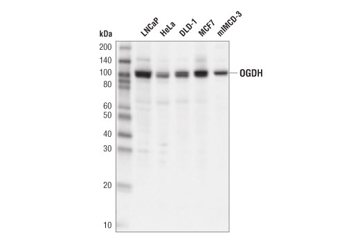 OGDH (E1W8H) Rabbit mAb