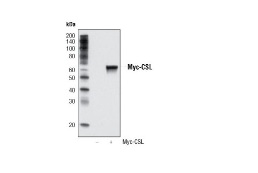 Myc-Tag (9B11) Mouse mAb (HRP Conjugate)