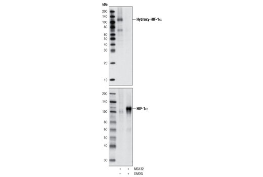 Hydroxy-HIF-1α (Pro564) (D43B5) XP Rabbit mAb