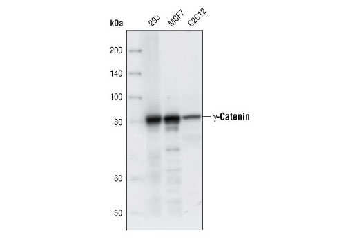 γ-Catenin Antibody