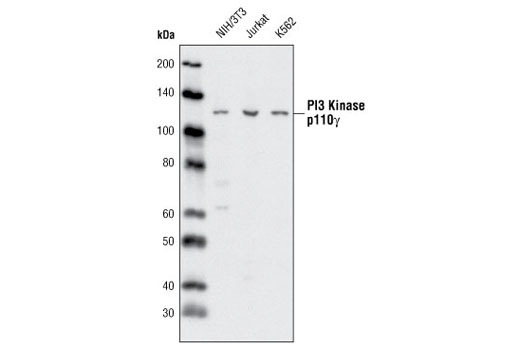 PI3 Kinase p110γ (D55D5) Rabbit mAb