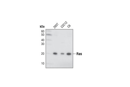Ras (27H5) Rabbit mAb