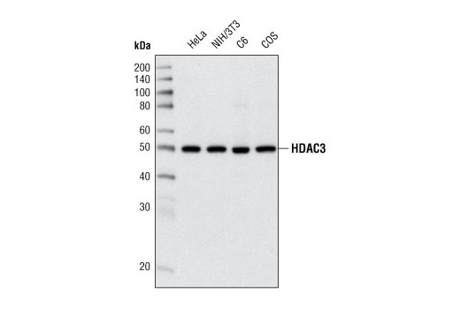 HDAC3 (7G6C5) Mouse mAb