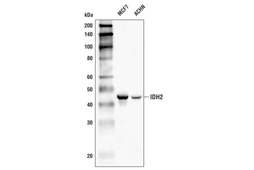 IDH2 (D8E3B) Rabbit mAb