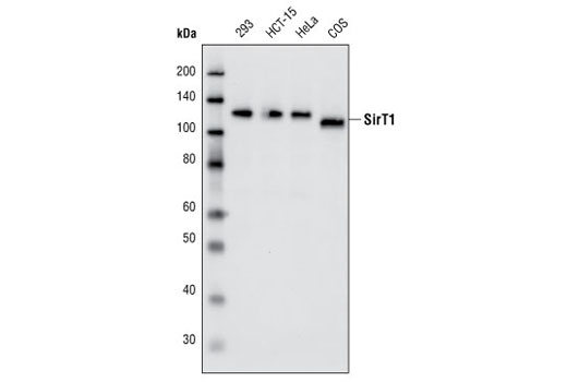 SirT1 (D739) Antibody