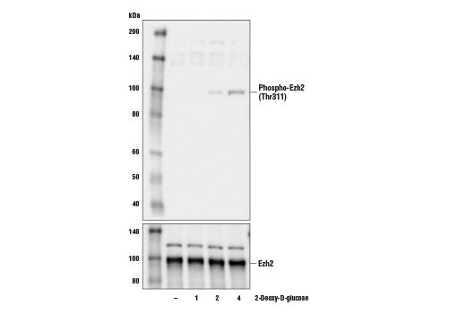 Phospho-Ezh2 (Thr311) Antibody