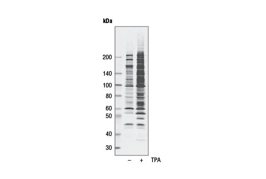Phospho-PKC Substrate Motif [(R/K)XpSX(R/K)] MultiMab Rabbit mAb mix