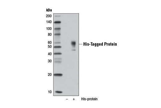 His-Tag (D3I1O) XP Rabbit mAb (HRP Conjugate)