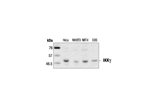 IKKγ Antibody