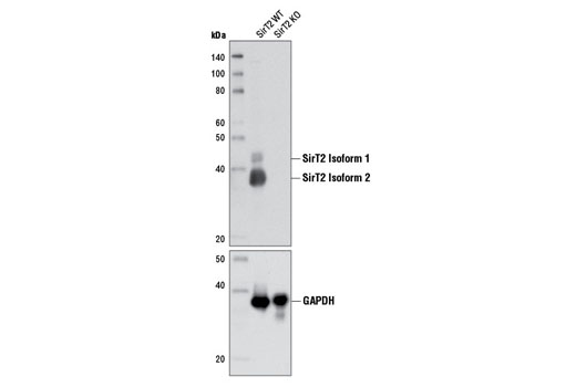 SirT2 (D4S6J) Rabbit mAb