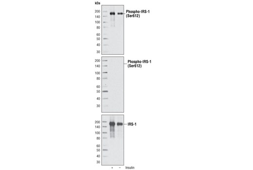 Phospho-IRS-1 (Ser612) (C15H5) Rabbit mAb