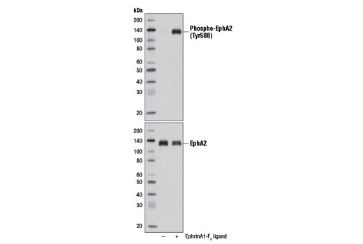 Phospho-EphA2 (Tyr588) (D7X2L) Rabbit mAb