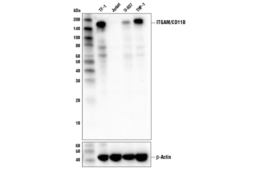 CD11b/ITGAM (D6X1N) Rabbit mAb